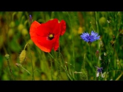 Wiosenna Spokojna Muzyka Relaksacyjna Wyciszająca Duszę