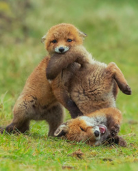 0f659313-915b-4899-95dd-9dd53b402959