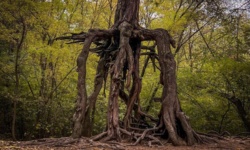 Sosna na szczudłach-pomnik przyrody w okolicy Buska