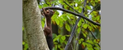 Biolog: wiewiórki bywają bardziej agresywne w parkach miejskich niż w lasach