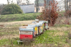 Obowiązek rejestracji pasieki od marca 2026. Co musisz wiedzieć o nowym prawie?