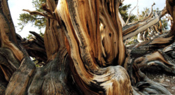 Sosny długowieczne z Gór Białych