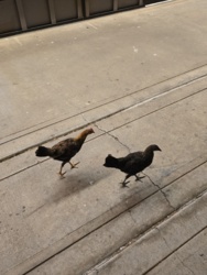 ebf851e7-2e7f-4875-a0fa-1c74e0c41945