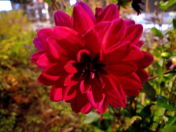 1f109cf8-34eb-44a6-a307-fecf458d16f8