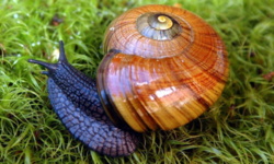 Zarejestrowano na nagraniu, jak rzadki ślimak z Nowej Zelandii składa jajo przez… szyję