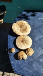 9a17e81c-4bba-4fce-8f57-f1bc5fef3ad5