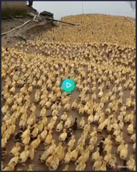 0113fada-bd3d-478e-ac58-beefd1ad4ba8