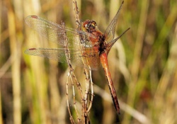 429224c4-3906-48db-932d-ac5533dcf714