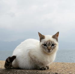 279411b2-dabe-4890-926e-9f3ceb732a06