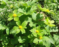 Roślinka na dziś: Cieszynianka wiosenna