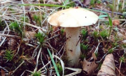 4227146d-d56b-4729-bb1c-01c239a87d31