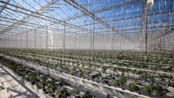 "Pomidory mogą tak podrożeć, że przeciętnego klienta nie będzie na nie stać". To skutek m.in. rosnących cen gazu