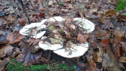 fc101ae1-30d3-441b-aa82-69101e4fc155