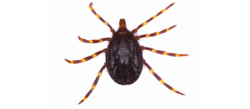 Afrykańskie kleszcze. Naukowcy z UW z apelem o uważność i pomoc - Serwis Naukowy UW
