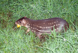 3c259b41-3f3a-4536-a014-811a0b26ca31