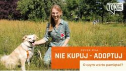 Dzień Psa. "Zdobywamy przyjaciela, a nie rzecz". Jak przygotować się do adopcji psa? [WIDEO]