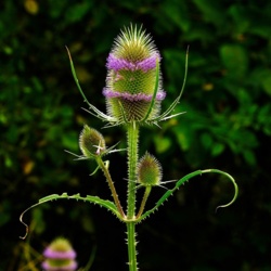 Szczeć Pospolita - Dipsacus Fullonum / Fotografujemy Przyrodę