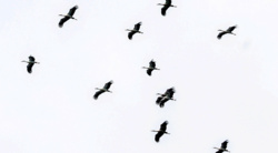 Nietypowy powrót bocianów do Polski. Naukowcy wskazują powód tej zmiany