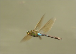 70d2512c-c0d5-459d-8584-eaa40451a44f