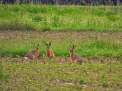 a38af3e8-4fb5-4e77-aa9e-4286cf6c130d