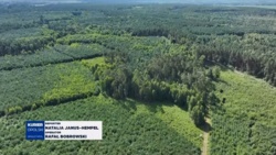 Lasy sosnowe zamierają. W miejsce iglastych leśnicy będą sadzić drzewa liściaste