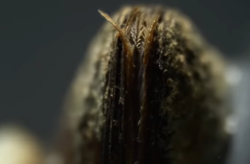 Jak małże badają jakość wody w warszawskich wodociągach