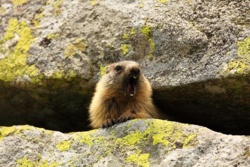 Rzeź tatrzańskich misiomyszy