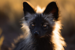 92a8e958-c79e-4693-afe6-20b800d0cbb4