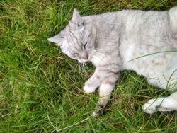 26796ced-fce6-4313-a838-22f8f2384cd2