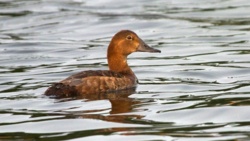 8f97b55e-69db-484b-8931-2be836808c49