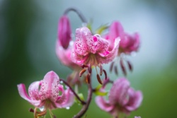 Lilia złotogłów – arystokratka wśród dzikich kwiatów