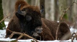 Projekt Puszcza.tv. Na co wydano publiczne środki?