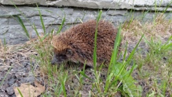 f8bf40c5-294e-4941-a0e3-02f1b9d251be