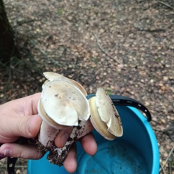 b9e15c85-18ee-4426-82d8-ad6212119d94