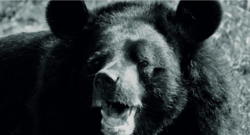 Nie żyje najstarsza niedźwiedzica himalajska w Europie