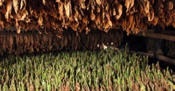 Tytoń używany jest przez ludzi od ponad 12 tys. lat