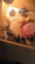 4931b6ff-744a-4b06-a551-ef8d3af50896