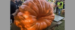 Ta dynia waży 918 kilogramów. Padł nowy rekord Polski