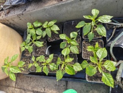 456904d0-0a21-4cdb-8984-1df4a733155d