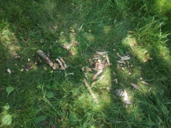 62a745de-fe23-4290-87fe-a584e301ef04