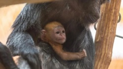 Zwierzę zagrożone wyginięciem. Właśnie przyszło na świat