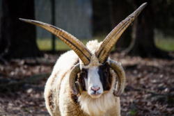 9bbc2636-e201-4f5b-ace4-fd40334ee772