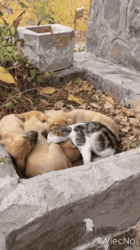 565a5897-0681-41df-9904-527b68f87c20