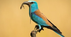 To wyjątkowo rzadki ptak. Wkrótce nie będzie można obserwować go w Polsce