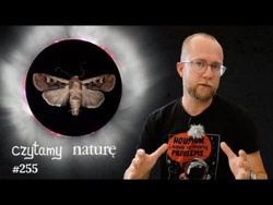 Cement z wulkanu - Prognoza pogody kosmicznej - Ćma-nawigatorka | Czytamy naturę 255