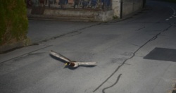 Leciała z nadmierną prędkością. Szwajcarski fotoradar złapał nietypowego pirata drogowego. To była kaczka