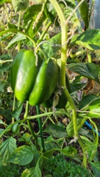 353c23a9-0379-434e-9c06-4f354fded2b6