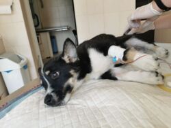 Pijany mężczyzna wyrzucił szczeniaka przez okno. Skowyt obudził całe osiedle