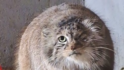 Bożenka bezpieczna! Manul odnaleziony w poznańskim zoo