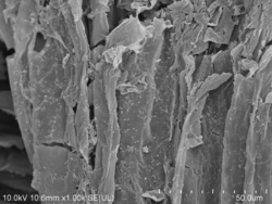 Gąbczak pomoże w usuwaniu farmaceutyków ze ścieków